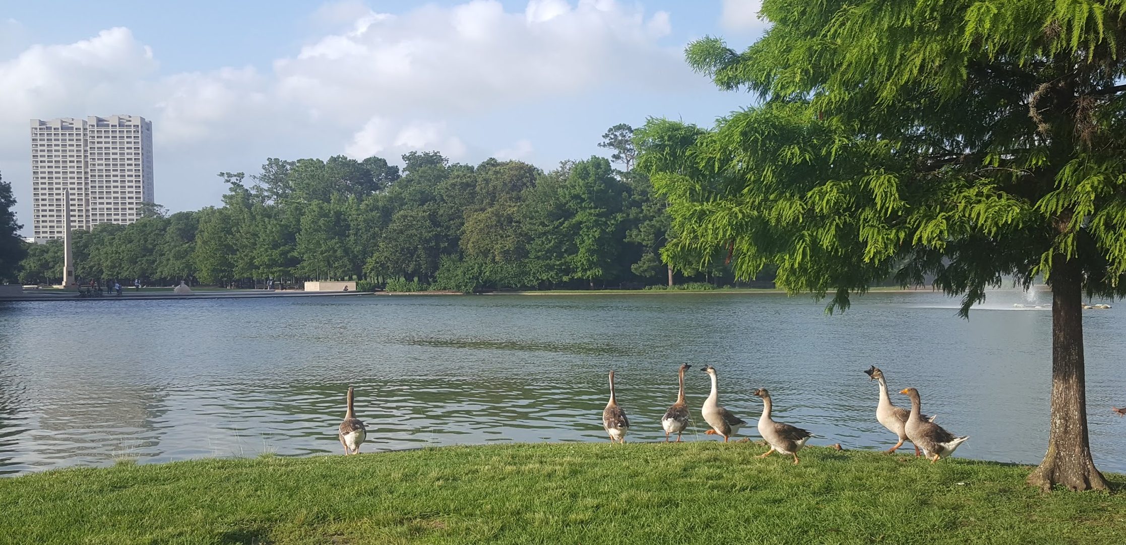 lakefront with geese in foreground