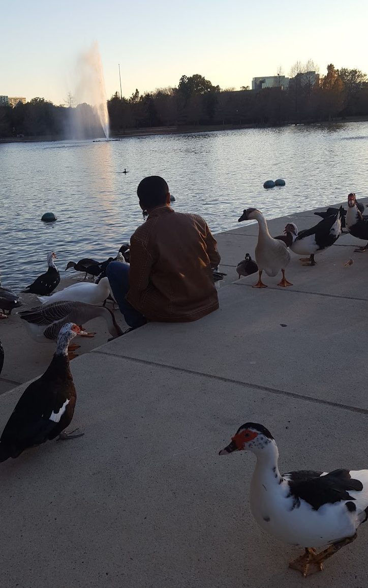 man sitting on lake feeding geese