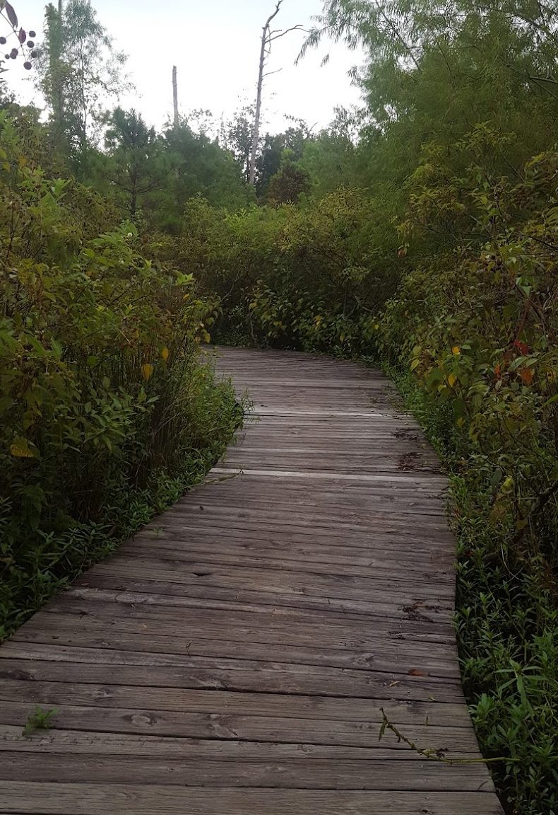 trail through woods